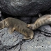 lion_sea_galapagos_spz_h_0305_ecu2007.jpg